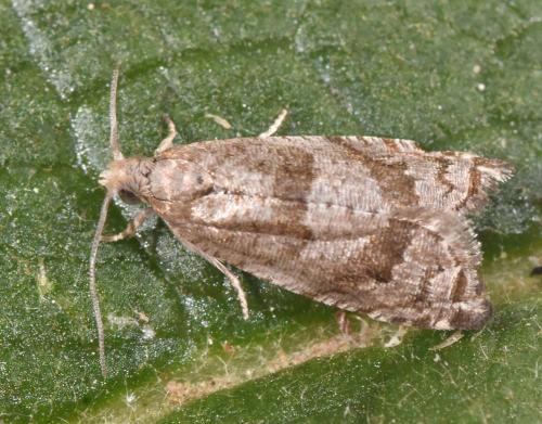 Rhopobota naevana